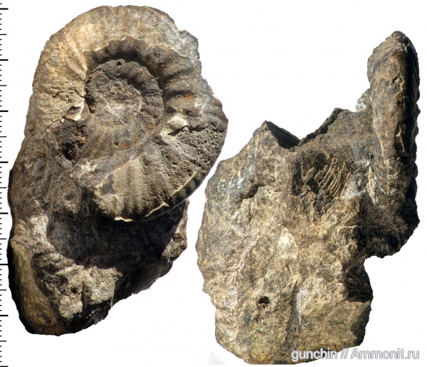 нижний келловей, келловей, Самарская область, Perisphinctidae, Proplanulites, Callovian, Middle Jurassic, Lower Callovian