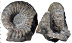 Kepplerites (Gowericeras) ex gr. gowerianus (Sow.)