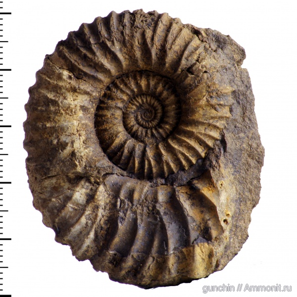 аммониты, юра, Самарская область, Peltoceras, Peltoceratoides, Ammonites, Peltoceratinae, Peltoceratoides eugenii, Aspidoceratidae, Rursiceras, Jurassic