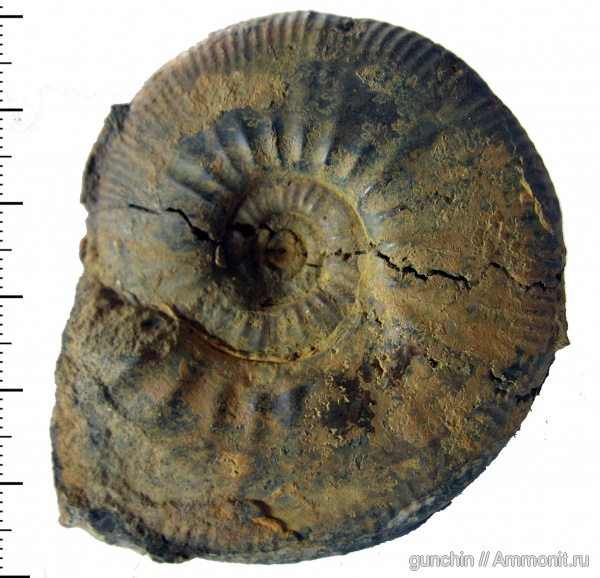 аммониты, юра, келловей, Indosphinctes mutatus, Самарская область, Indosphinctes, Perisphinctidae, Anaplanulites, Ammonites, лопастные линии, Flabellisphinctes, Pseudoperisphinctinae, Callovian, Jurassic, Middle Jurassic