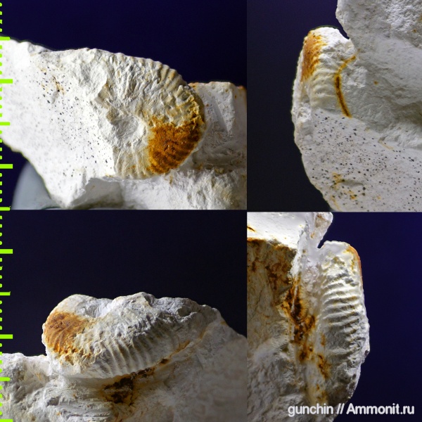 Самарская область, маастрихт, Hoploscaphites, Scaphitidae, Hoploscaphites constrictus