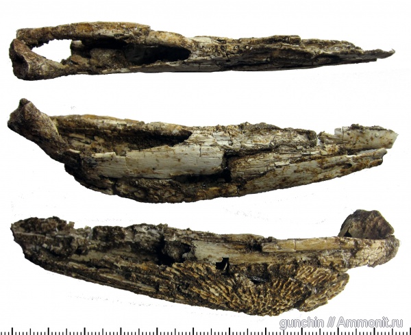 триас, лабиринтодонты, Benthosuchidae, Trematosauroidea, Оренбургская область, Syrtosuchinae, Syrtosuchus