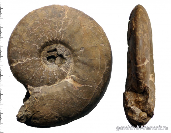 аммониты, юра, Kosmoceras, келловей, Самарская область, Kosmoceras jason, Kosmoceratidae, Ammonites, Gulielmites, Callovian, Jurassic, Middle Jurassic