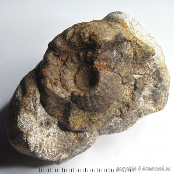 аммониты, юра, Erymnoceras, келловей, Самарская область, Ammonites, Pachyceratidae, Callovian, Jurassic, Middle Jurassic