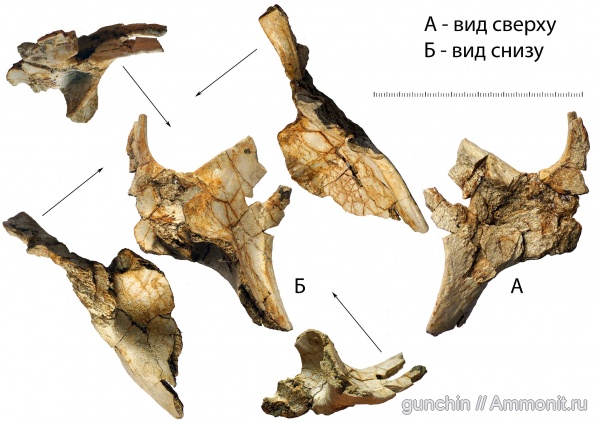 триас, Самарская область, Benthosuchus, лабиринтодонты, Benthosuchus sushkini, Benthosuchidae, Trematosauroidea, Benthosuchinae