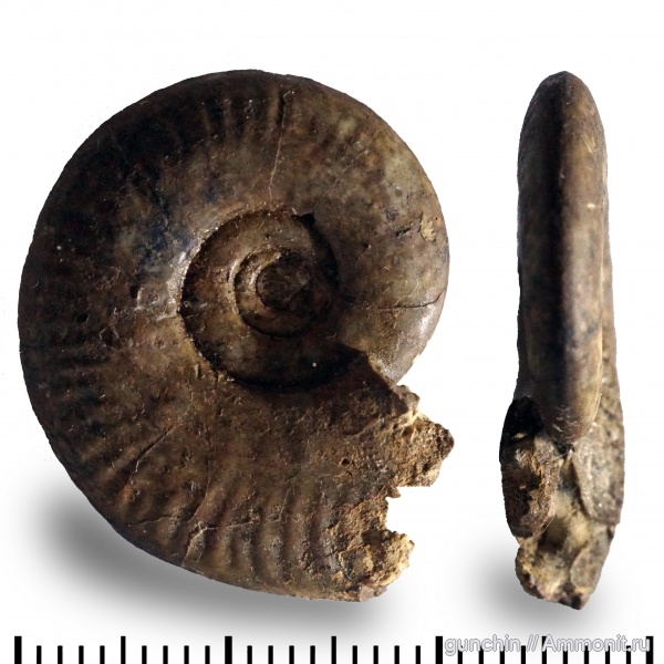 аммониты, юра, келловей, Самарская область, Sublunuloceras, Ammonites, Callovian, Jurassic, Middle Jurassic