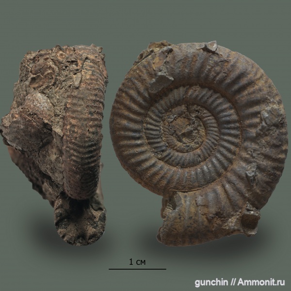 аммониты, юра, Binatisphinctes, келловей, Самарская область, Perisphinctidae, Binatisphinctes mosquensis, Ammonites, Callovian, Jurassic, Middle Jurassic