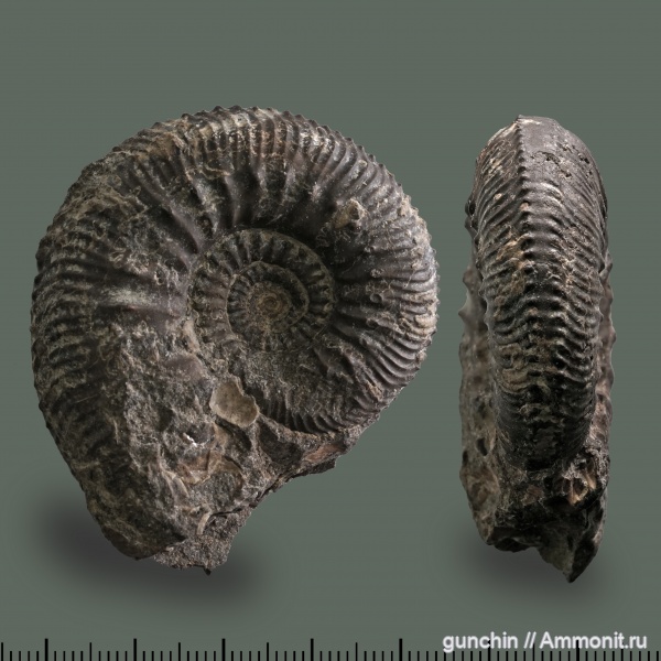 аммониты, юра, Kosmoceras, келловей, Самарская область, Kosmoceratidae, Ammonites, Callovian, Jurassic, Middle Jurassic