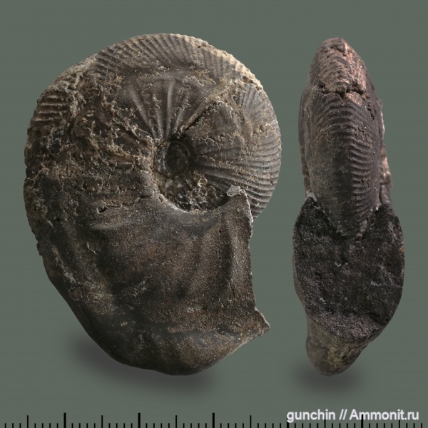 аммониты, юра, Kosmoceras, келловей, Самарская область, Kosmoceratidae, Kosmoceras enodatum, Catasigaloceras, Ammonites, Catasigaloceras enodatum, Callovian, Jurassic, Middle Jurassic