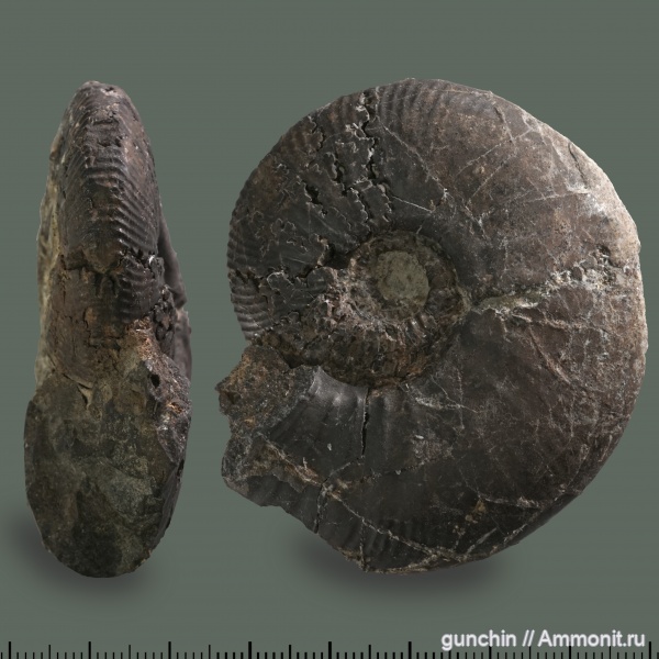 аммониты, юра, Kosmoceras, келловей, Самарская область, Kosmoceratidae, Catasigaloceras, Ammonites, Gulielmites, Catasigaloceras enodatum, Callovian, Jurassic, Middle Jurassic