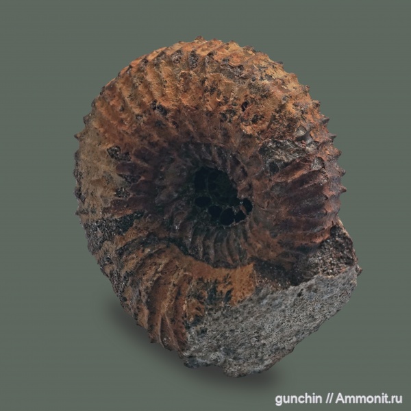 аммониты, нижний келловей, келловей, Самарская область, Kepplerites, Kosmoceratidae, Ammonites, Toricellites, Callovian, Middle Jurassic, Lower Callovian