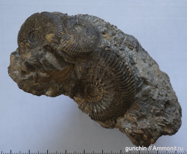 аммониты, юра, Kosmoceras, келловей, Самарская область, Kosmoceratidae, Gulielmiceras, Ammonites, Callovian, Jurassic, Middle Jurassic