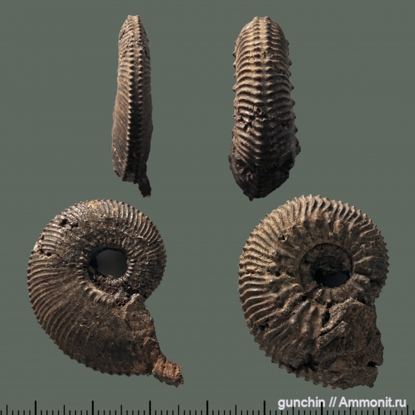 аммониты, юра, Kosmoceras, келловей, Самарская область, Kosmoceratidae, Gulielmiceras, Ammonites, Callovian, Jurassic, Middle Jurassic