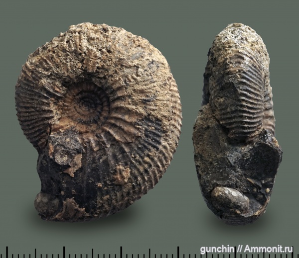 аммониты, юра, Kosmoceras, келловей, Самарская область, Kosmoceratidae, Ammonites, Callovian, Jurassic, Middle Jurassic