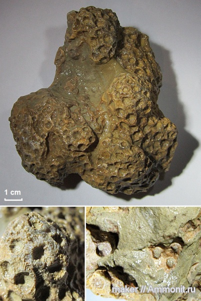 юра, кораллы, Scleractinia, Ай-Петри, Jurassic