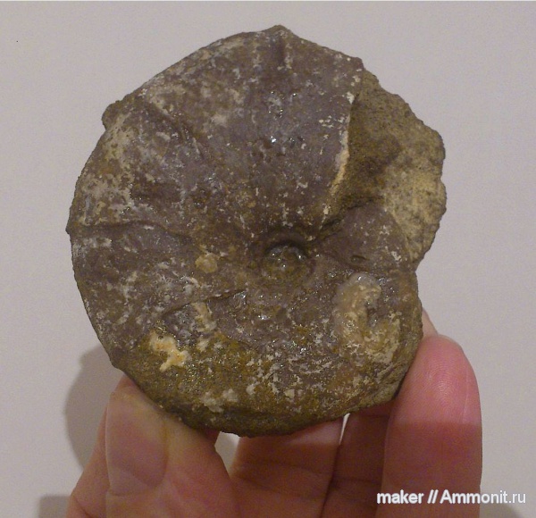 аммониты, берриас, Крым, Ammonites, Ptychophylloceras ptychoicum, Ptychophylloceras, Байдарская долина, Berriasian