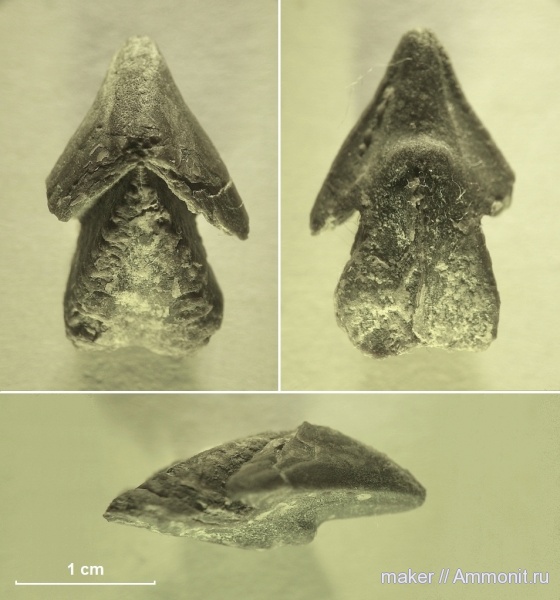 ринхолиты, Hadrocheilus, Байдарская долина, Hadrocheilus (Dentatobeccus), Hadrocheilus (Dentatobeccus) compositus