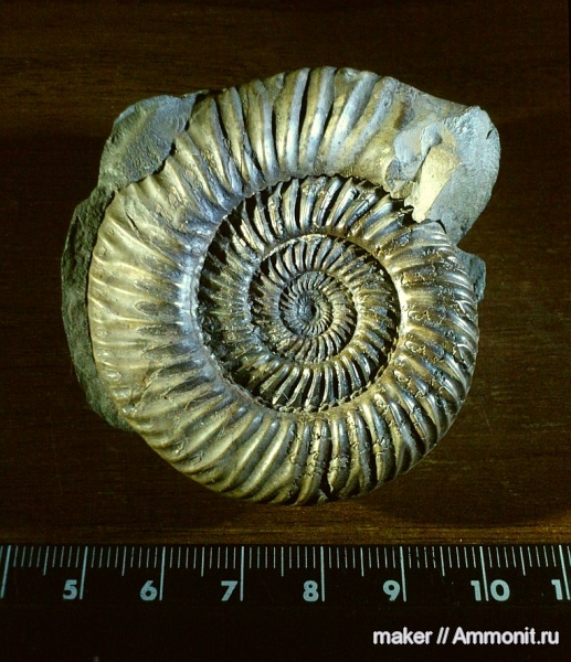 аммониты, байос, Parkinsonia, Ammonites, Bajocian