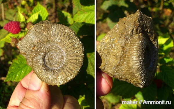 аммониты, берриас, Крым, Ammonites, Belbekiceras belbekii, Berriasian, Ай-Димитрий