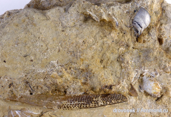 рыбы, нижний карбон, Poecilodus, Cochliodontiformes, шипы, Заборье, fish