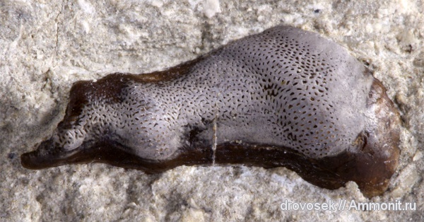 рыбы, зубы, нижний карбон, Poecilodus, Заборье, fish, teeth