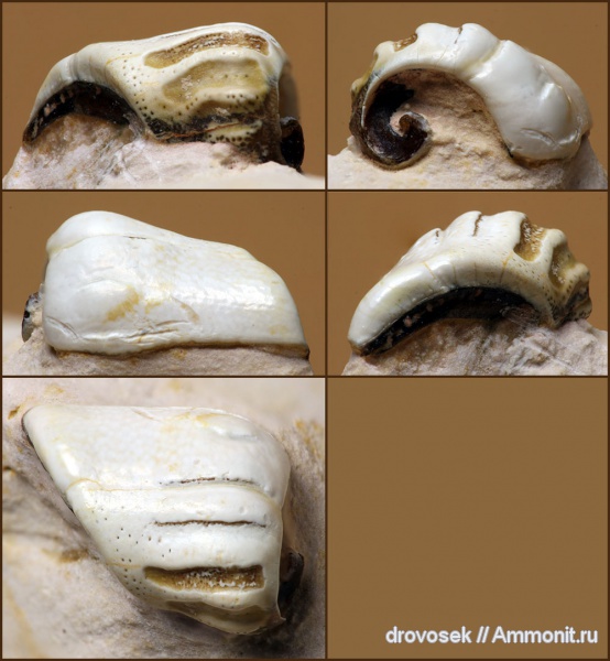 Цемгигант, рыбы, верхний карбон, Deltodus, Holocephali, Cochliodontiformes, fish