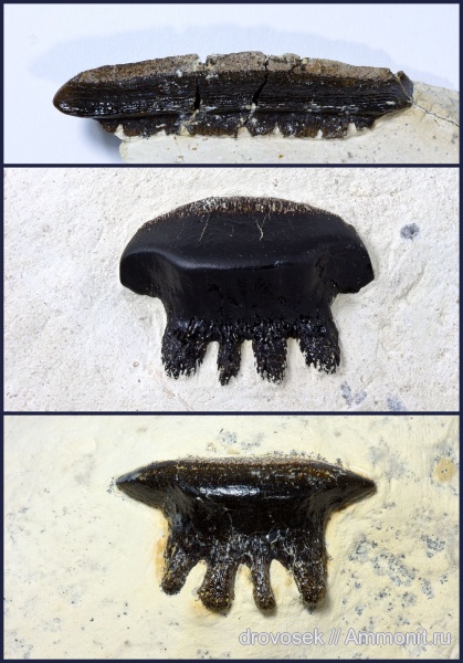 Домодедово, рыбы, зубы, Polyrhizodus, Petalodontiformes, fish, teeth