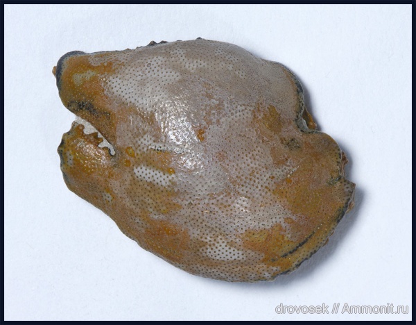 Cochliodontiformes, Psephodus