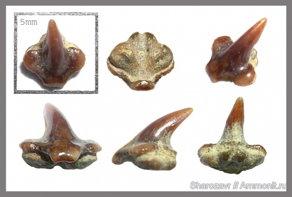 мел, зубы, скаты, кампан, Squatirhina, Волгоград, Campanian, Cretaceous, teeth