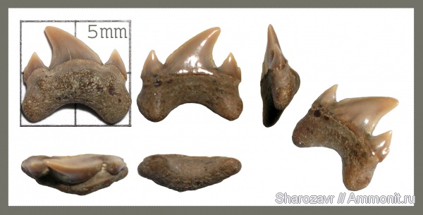 рыбы, зубы, зубы акул, кампан, Волгоград, Archaeolamna kopingensis, Campanian, fish, teeth, shark teeth