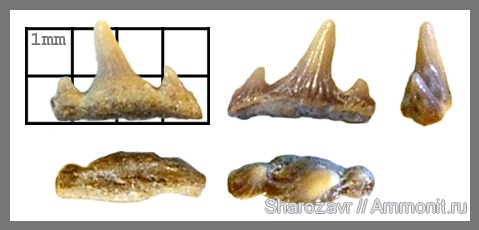 рыбы, зубы, зубы акул, Hybodus, кампан, Волгоград, Campanian, fish, teeth, shark teeth