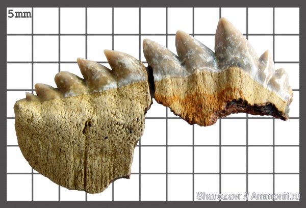 палеоген, зубы, зубы акул, Notidanodon, датский ярус, Hexanchiformes, Волгоград, даний, Notidanodon loozi, Notidanus, teeth, shark teeth