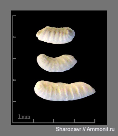 эоцен, одноклеточные, фораминиферы, Foraminifera, Волгоград, Marginulina