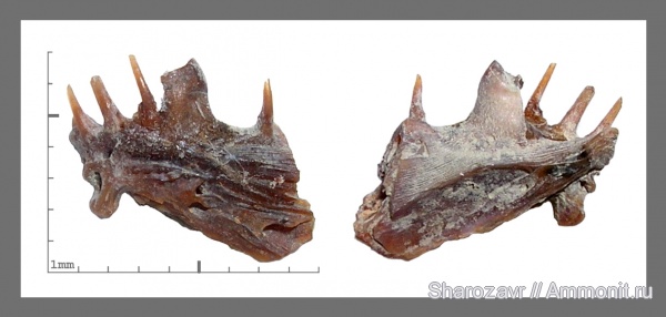 рыбы, зубы, челюсти, кампан, зубы рыб, Enchodus, Волгоград, Campanian, fish, teeth, fish teeth