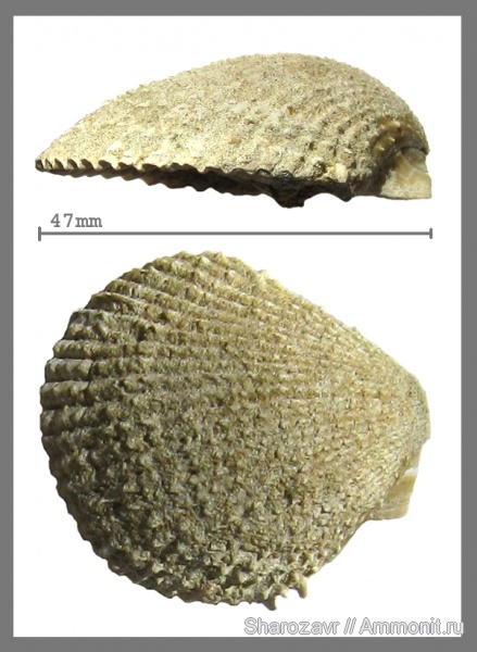 моллюски, мел, двустворчатые моллюски, сеноман, Spondylus, Волгоград, Cenomanian, Cretaceous