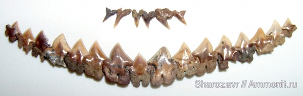 рыбы, акулы, зубы акул, Волгоград, Dalatiidae, Dalatias, Squaliodalatias, fish, shark teeth, sharks