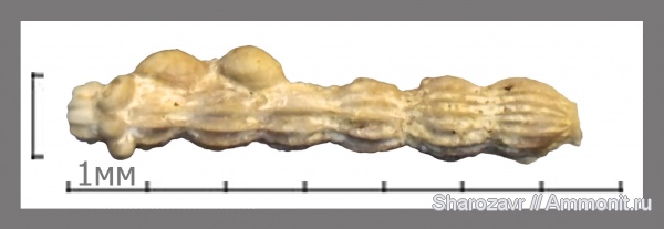 одноклеточные, фораминиферы, маастрихт, Foraminifera, Волгоград