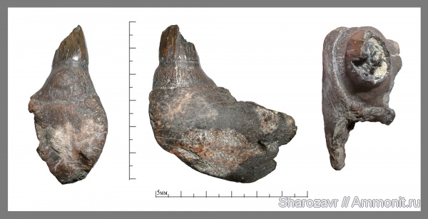 зубы, мозазавры, маастрихт, Mosasaurus, Волгоград, Maastrichtian