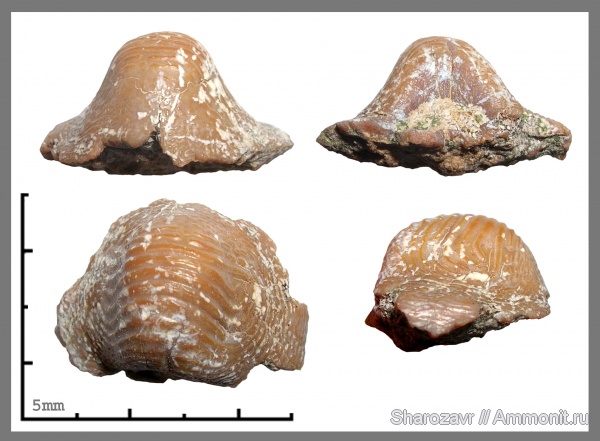 мел, сеноман, Ptychodus, Волгоградская область, Hybodontiformes, Волгоград, Cenomanian, Cretaceous, Ptychodontidae