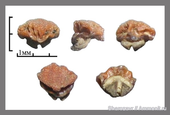 рыбы, скаты, зубы скатов, Волгоград, fish, teeth, Dasyatis hexagonalis, Dasyatis