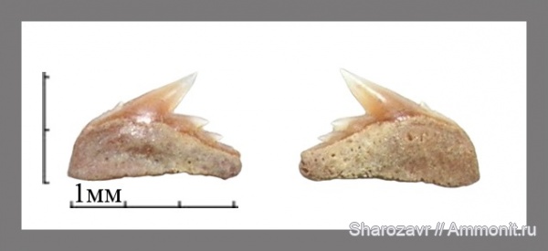 рыбы, акулы, зубы акул, Hexanchus, Волгоград, fish, shark teeth, sharks, Hexanchus microdon