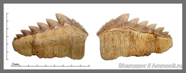 палеоген, зубы, зубы акул, Notidanodon, датский ярус, Hexanchiformes, Волгоград, даний, Notidanodon brotzeni, Notidanus, teeth, shark teeth