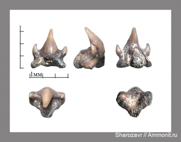 мел, рыбы, зубы, зубы акул, кампан, Волгоград, Campanian, fish, teeth, shark teeth, Brachaelurus