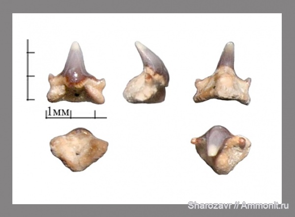 мел, рыбы, зубы, зубы акул, кампан, Волгоград, Campanian, fish, teeth, shark teeth, Brachaelurus