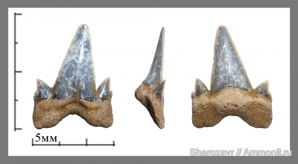 палеоген, рыбы, акулы, Cretalamna, зубы акул, датский ярус, Волгоград, даний, fish, shark teeth, sharks