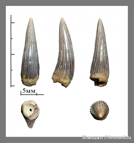 плезиозавры, Plesiosaurus, Polycotylidae, зубы рептилий, Волгоград, Campanian, Cretaceous, teeth