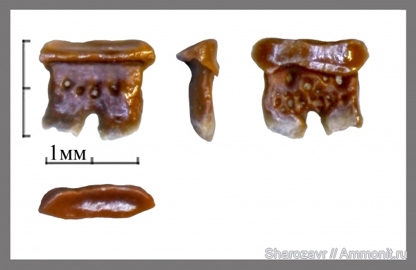 нижний карбон, зубы рыб, Заборье, Diclitodus