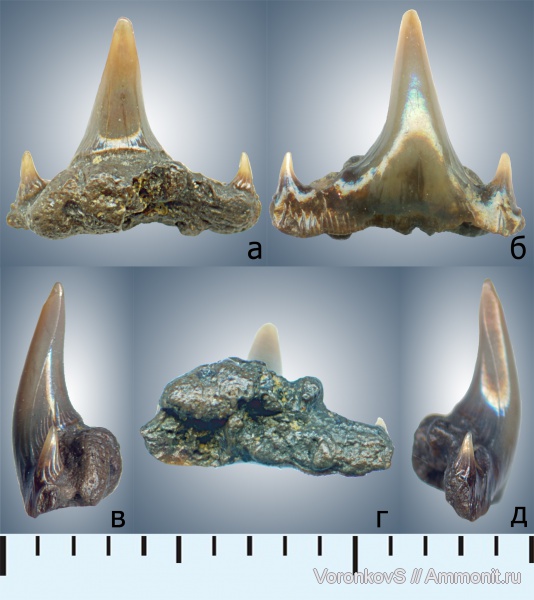 мел, зубы, акулы, Саратов, сеноман, Synechodus, Synechodontiformes, Cenomanian, Cretaceous, teeth, sharks