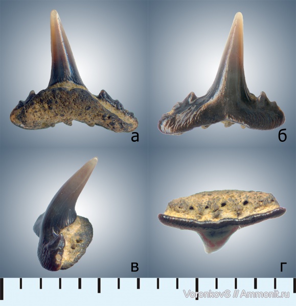 мел, зубы, акулы, Саратов, сеноман, Synechodus, Synechodontiformes, Cenomanian, Cretaceous, teeth, sharks