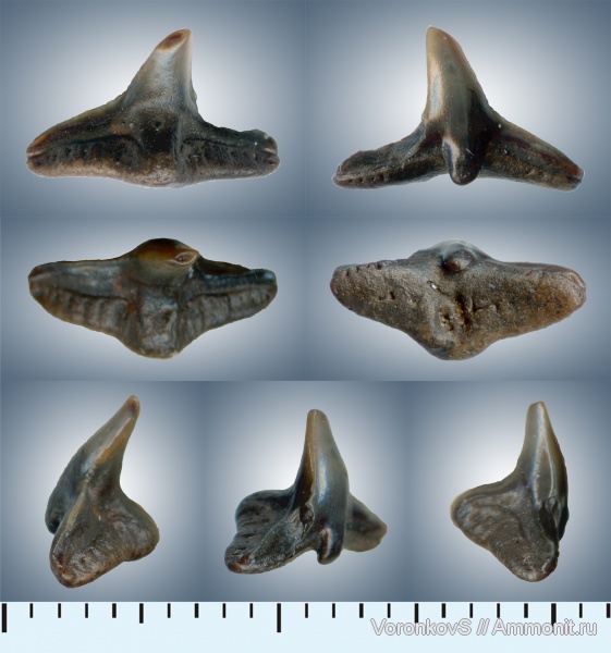 мел, зубы, акулы, Саратов, сеноман, Squatina, Cenomanian, Cretaceous, teeth, sharks